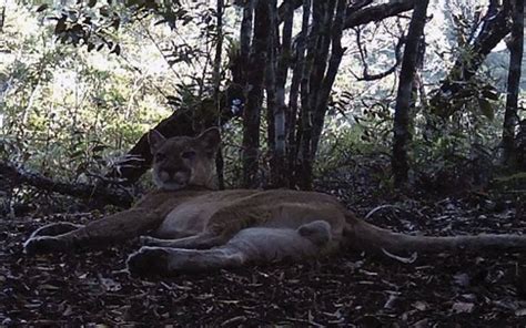 Puma Considerado Extinto Vuelve A Ser Visto Tras 80 Años El Sol De