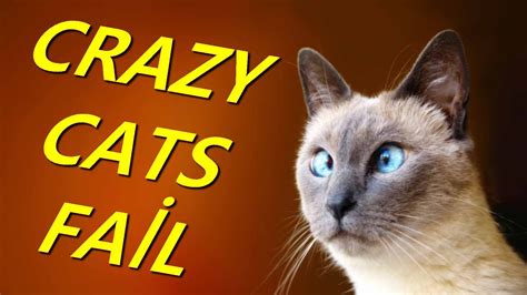Crazy Cats Funny Cat Fail Compilation Failman Youtube