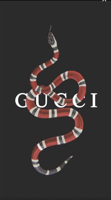 Gucci Snake Gucci Wallpaper 4k Gucci Wallpaper Hd 4k For