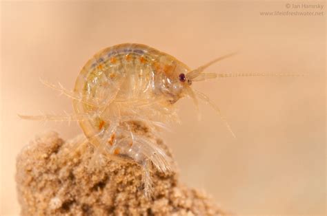 Scuds Amphipoda Gammaridae Life In Freshwater