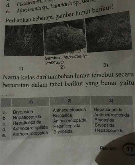 Chiconas Tabel Persamaan Dan Perbedaan Tumbuhan Lumut Dan Paku Sexiz