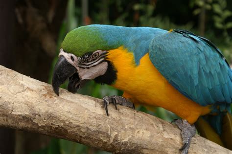 Fotos Gratis Naturaleza Pájaro Ala Animal Fauna Silvestre