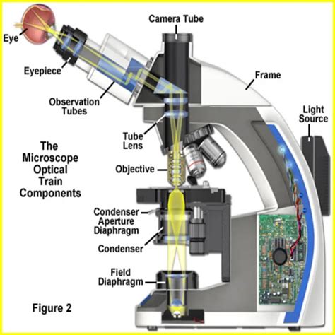 What Is Resolution Definition Microscope And Why Does It Matter Best