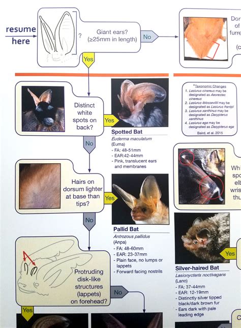 Western Us Bats Id Key Bat Conservation And Management Inc