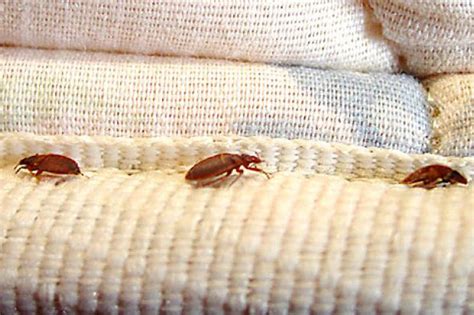Identifying Bed Bugs Apex Pest Control