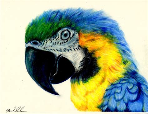 Macaw Colored Pencil Drawing By Pinsetter1991 On Deviantart