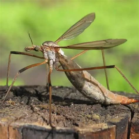 Guide To Crane Flies And Crane Fly Larvae Tipulidae Pond Informer