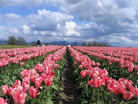 Pink Tulips In The Skagit Valley Washington State Usa Photorator