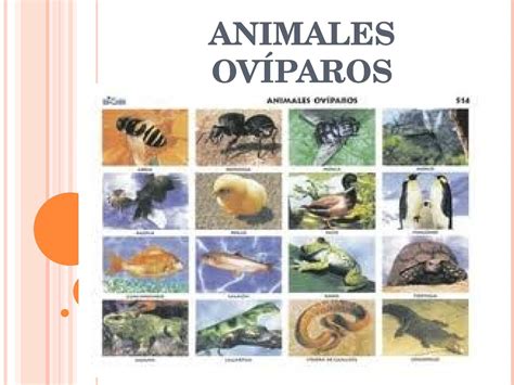 Ejemplo De Animales Oviparos Viviparos Y Ovoviviparos Ejemplo Sencillo