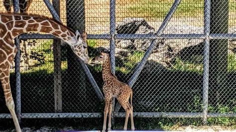 90 Best Zoo Puns That Go Wild Kidadl