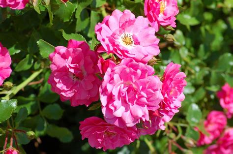 Rose Plant Care And Growing Guide