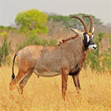 Roan Antelope Fictionrulezforever Wiki Fandom