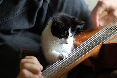 Ten Cats Playing Musical Instruments You Dont Need To Hear