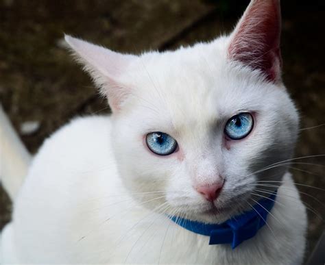 Little Candles: Education and Touch: White Cat with Beautiful Blue Eyes