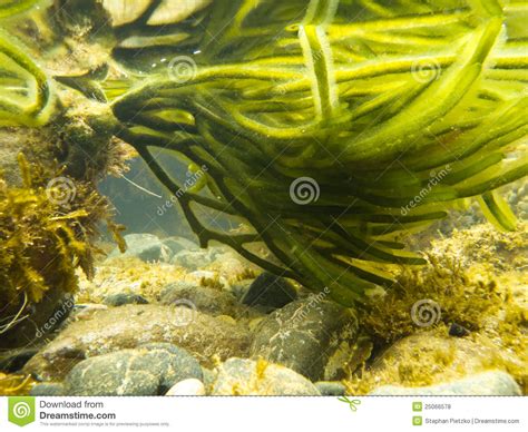 Underwater Shot Of Seaweed Plant Floating Leaves Royalty Free Stock