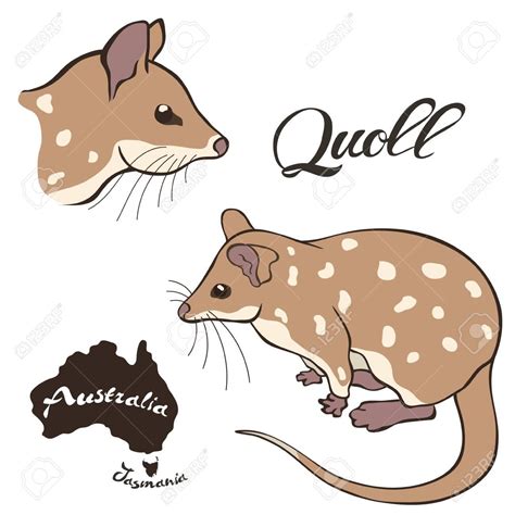 Quoll Vector Image Isolated On White Background Quoll In Full