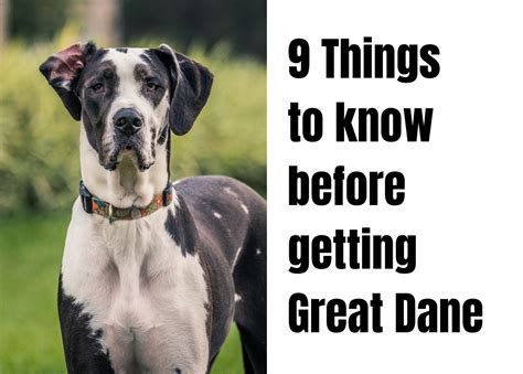 9 Vital Things To Know About The Great Dane