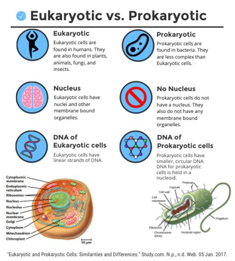 The eukaryotic and prokaryotic cells show differences among the various metabolic processes taking place in the cell. Eukaryotic Vs. Prokaryotic cells - by breana rinard ...