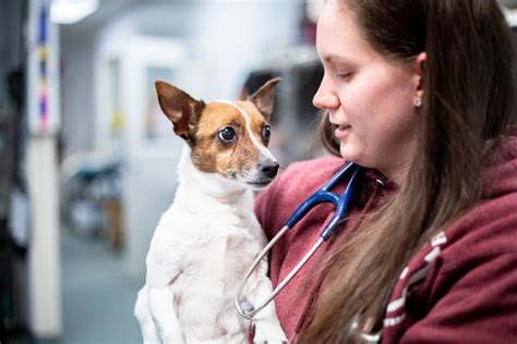 Check spelling or type a new query. Patient Information | Carolina Vet Specialists in ...
