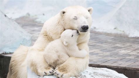 Wallpaper Polar Bears Cute Animals 4k Animals 17430