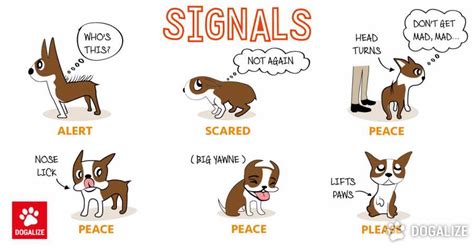 Dogs Body Language Dogalize