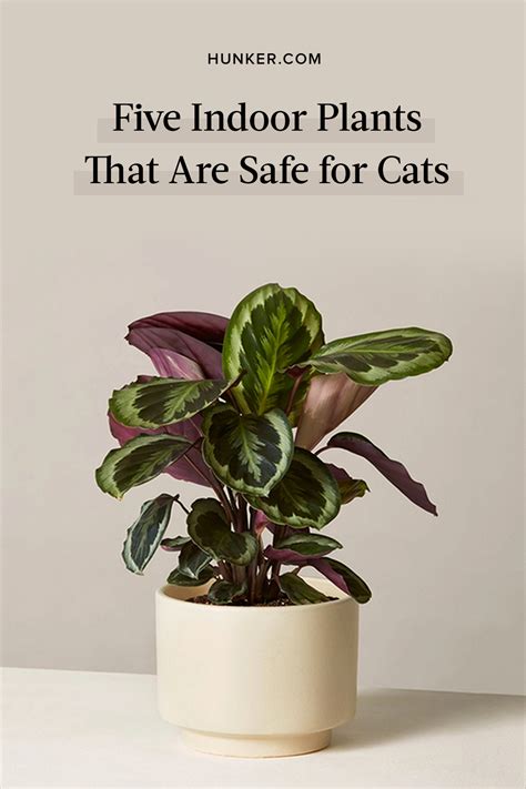 Hey Cat People—these Are The Only Indoor Plants You Should Consider