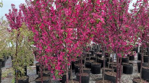 Malus Prairifire Crabapple One Of The Best Red Leaved Small