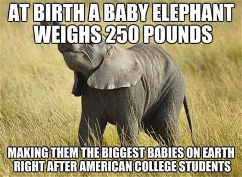 If i pointed at an elephant and said you could eat it in two years, you'd probably think i was bonkers. Baby elephants weigh 250 lbs. at birth, making them the ...