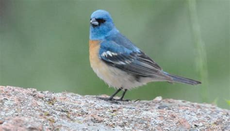 All About Buntings And How To Attract Them Wild Birds Unlimited