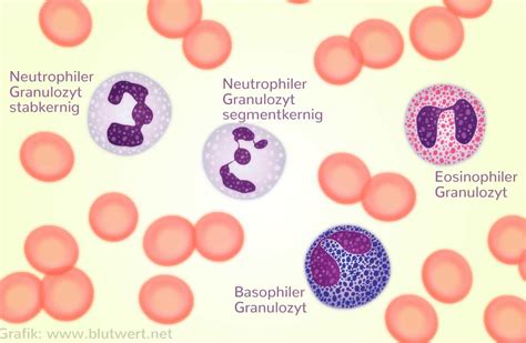 Granulozyten Neutrophile Eosinophile Und Basophile
