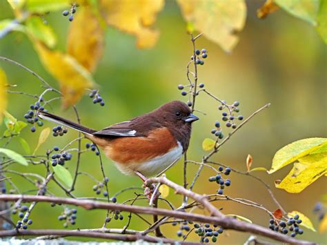 Eastern Towhee Feederwatch