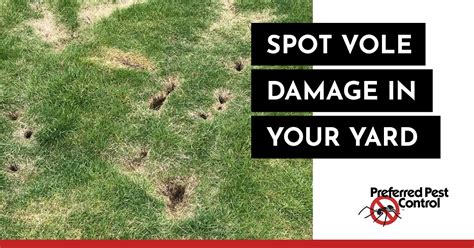 Identifying Vole Lawn Damage Rodent Control In Des Moines