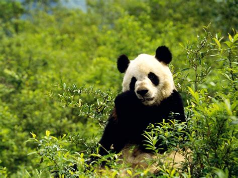 Panda wallpapers for pc desktop. Panda Wallpapers, Pictures, Images