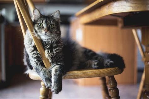 ¿cómo Evitar Que Mi Gato Se Suba A Los Muebles Consejos De Expertos