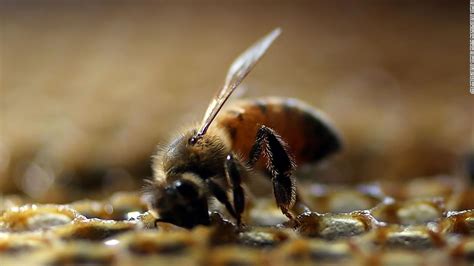Bees Are Dying What Can We Do About It