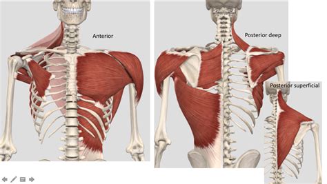Shoulder Muscles Diagram Quizlet