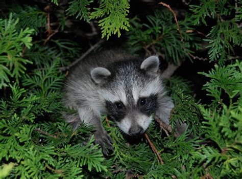 Common Raccoon Project Noah