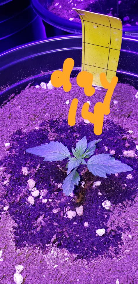 Growers Choice Seeds Critical Purple Autoflowering Grow Diary Journal