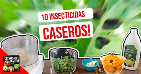 10 Insecticidas caseros orgánicos para controlar las plagas de tu