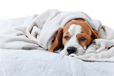 The Most Common Diseases In Dogs