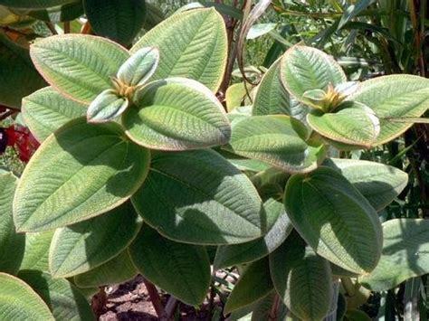 Silver leaf princess plant goes winter deciduous for me even in frost free locations. PlantFiles Pictures: Silver Leafed Princess Flower, Large ...