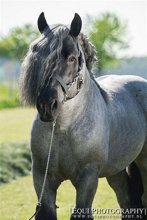 Dutch Heavy Draft Big Horses Work Horses Most Beautiful Animals