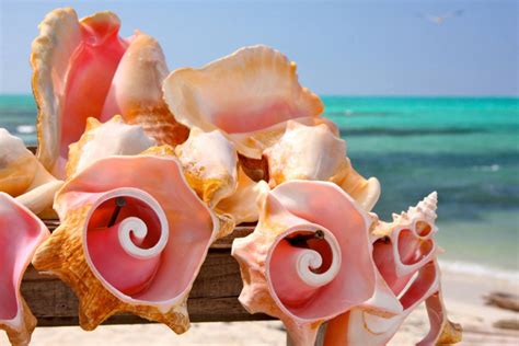 Sea Shells By The Seashore Tropical Vacation Home Rental In Turks And