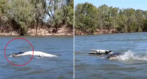 Aussie Fisherman Captures Enormous Croc In Amazing Scenes
