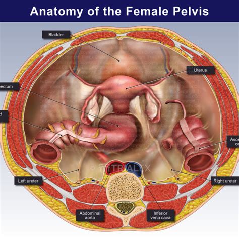 Pelvic Female Anatomy