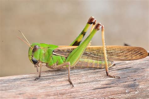 What Is The Difference Between Grasshoppers And Locusts Worldatlas