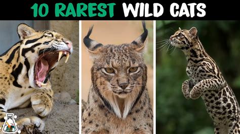 10 Rarest Wild Cats In The World Youtube