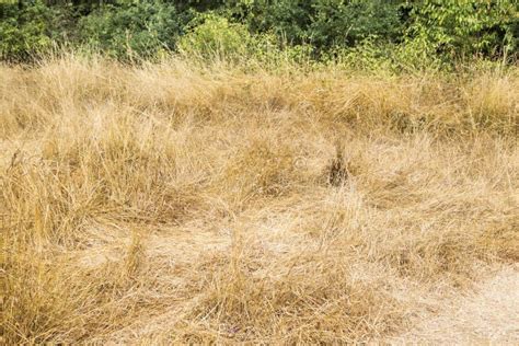 Dry Yellow Grass Stock Image Image Of Ground Grassland 126089615