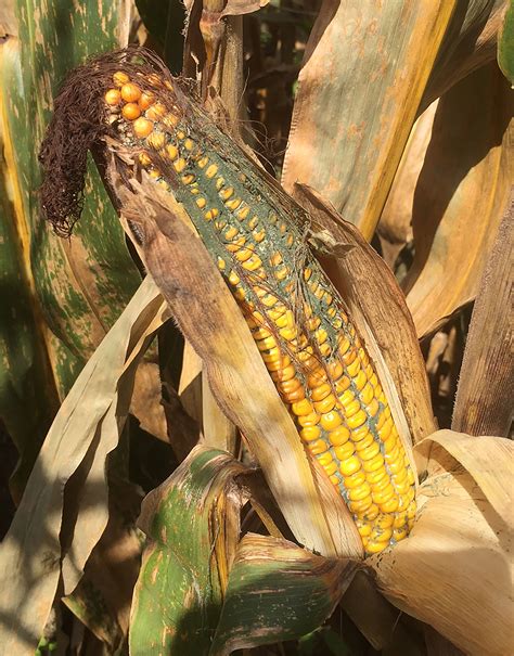 Indiana Corn Ear Rot Observed Across The State Agfax