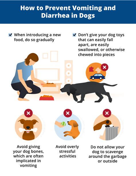 How To Stop Dog Diarrhea Fast